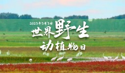 黑土地上的“精灵”