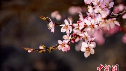 今日雨水｜又见神州春风拂面，共盼疫情冰雪消融